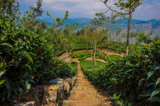 India - Want some tea?