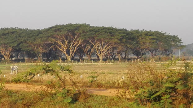 Thailand - Ochtend in Lampang