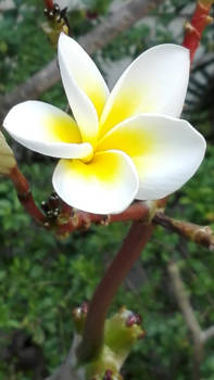 Thailand - TempelRoos