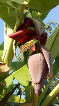 Thailand - Bananenkam