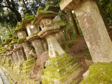 Japan - Deer in Nara