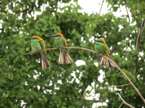 Sri Lanka - Birds in the rain