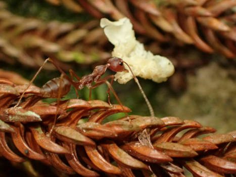 Sepilok - Klein en groots!