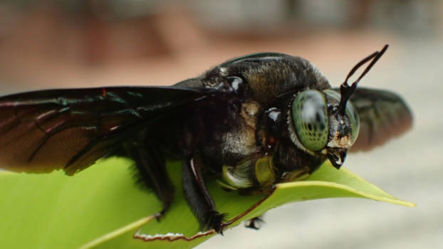 Kota Kinabalu - Oogcontact!