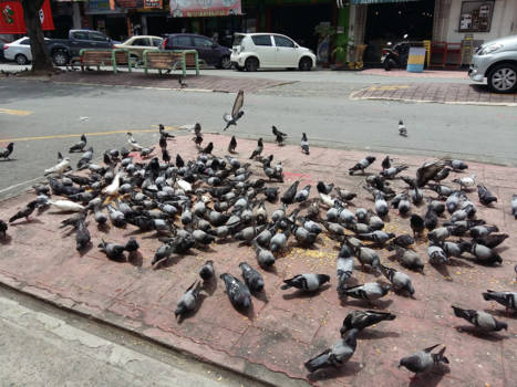 Kota Kinabalu - Het is net Amsterdam