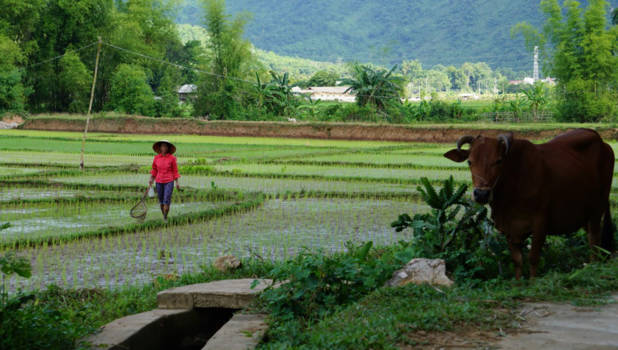 Mai Chau - Rijstvelden Mai Chau in het prachtige Vietnam