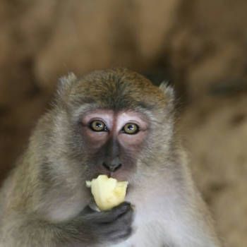 Thailand - Dit is geen broodje aap