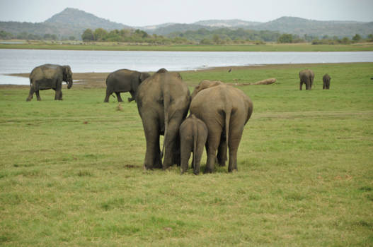 Sri Lanka - Familie Olifant