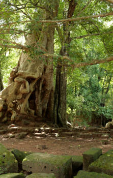 Siem Reap - Bomen vol verhalen