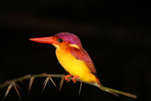 Bako National Park - Kingfisher Borneo