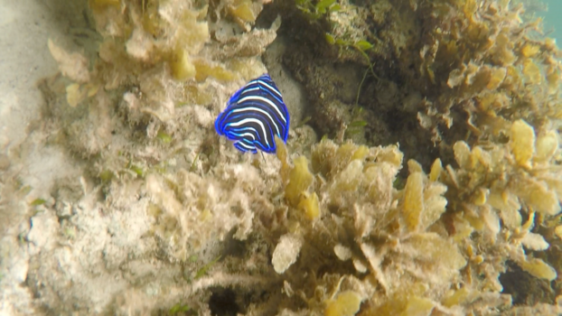 Filipijnen - Onder water