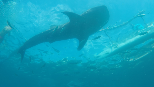 Filipijnen - Whalesharks