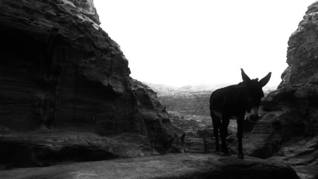 Petra - Een ezel stoot zich in 't gemeen...   Balancerend op de rotsen van Petra, Jordanië