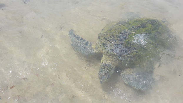 Sri Lanka - Hikkaduwa