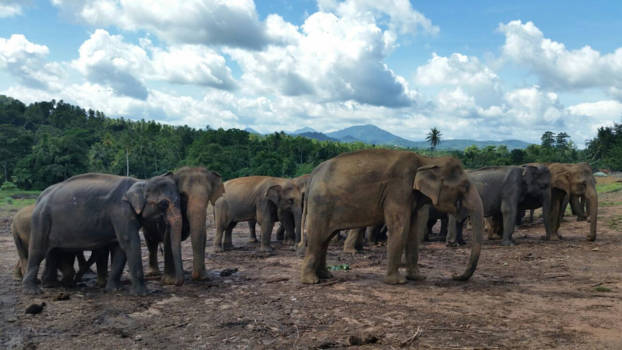 Sri Lanka - Kudde olifanten.