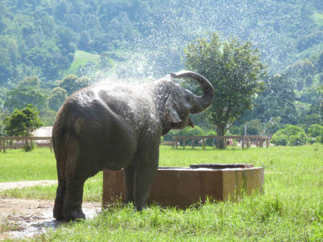 Chiang Mai - Elephent nature park