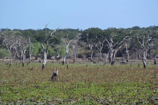 Tissamaharama - Zomaar ergens langs de weg.