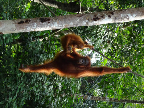 Sepilok - Mother & Child: Oerang oetan