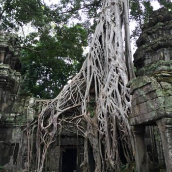 Cambodja - Angkor Wat Cambodja, hoe kan de natuur zo groeien?