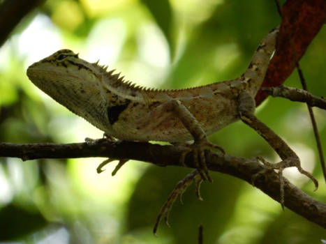 Khao Yai National Park - Lizard