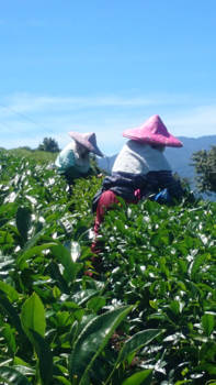 Taiwan - De lekkerste Thee komt uit Taiwan