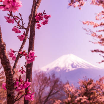 Japan - Sakura en Fuji-San