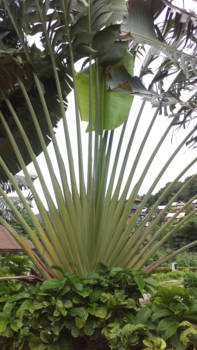 Koh Phi Phi - Uitgewaaierd!