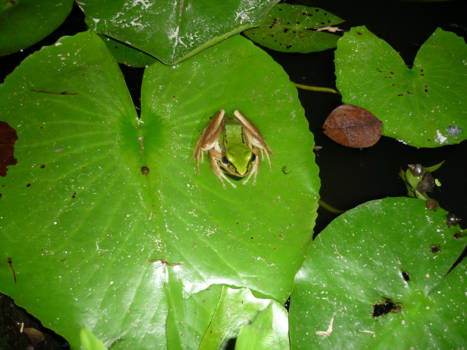 Koh Samui - Find the frogg