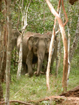 Sri Lanka - Close encounter