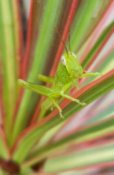 Thailand - Can I help? 