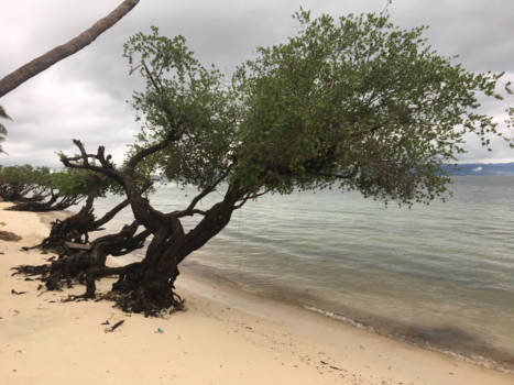 Koh Phangan - Tree on the beach