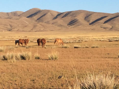 Mongolië - Mongoolse steppe