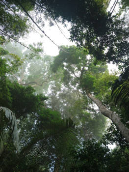 Khao Sok National Park - Khao sok