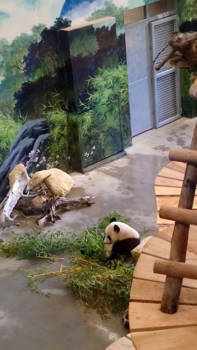 China - China in Nederland!!