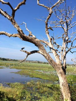 Sri Lanka - National park