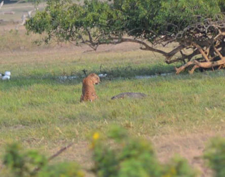 Sri Lanka - Leopard