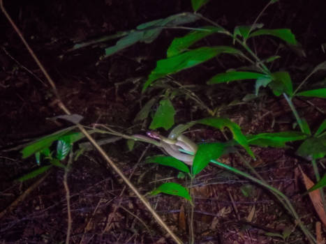 Khao Sok National Park - Night safari