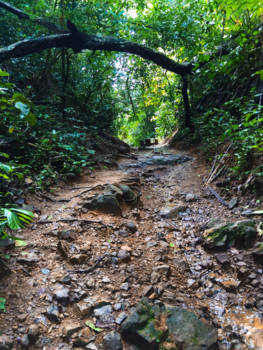 Khao Sok National Park - Wandel pad