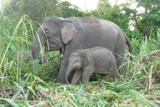 Kinabatangan rivier - Wilde Olifanten op Borneo, moeder en kalf