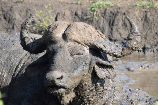 Nepal - hluhluwe national park- Zuid Afrika