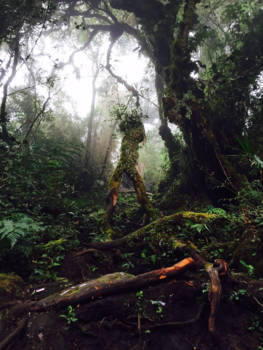 Cameron Highlands - Hike motivatie