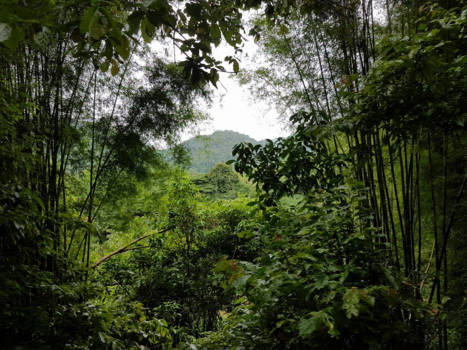 Thailand - Through the rainforrest