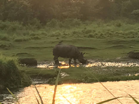 Nepal - Wandeling in Chitwan