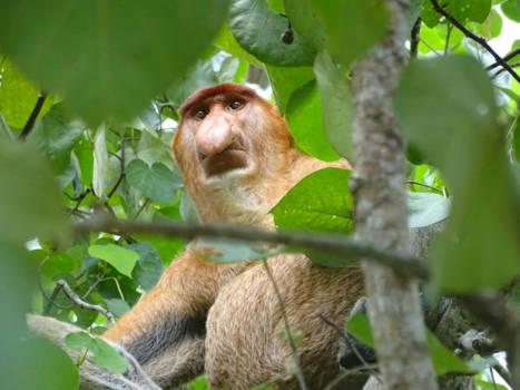 Maleisië - Proboscis Monkey wake up - Kinabatangan River