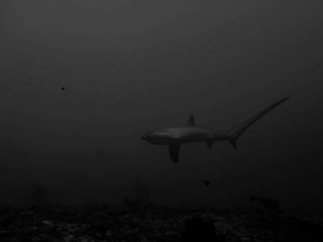 Filipijnen - The deep