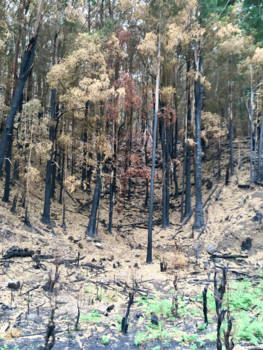 Sri Lanka - Herfst kleuren in zomer periode
