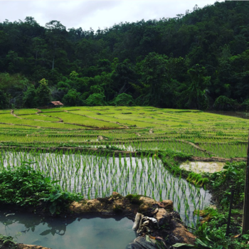 Thailand - Rijstveld Pai