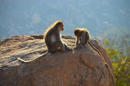 Hampi - Aapjes bij Anjana Matha Temple