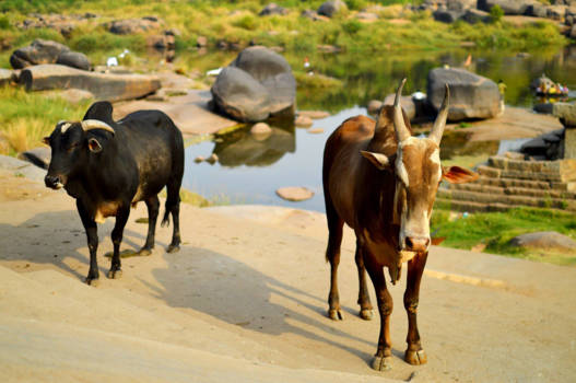 Hampi - Koeien langs de rivier