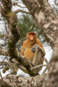 Maleisië - Neusaap in Borneo Bake NP